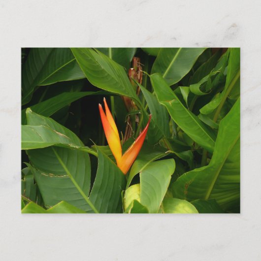 Oiseau-de-Paradis - Martinique, FWI Postkarte (Vorderseite)