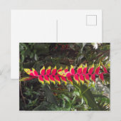 Oiseau du paradis postkarte (Vorne/Hinten)