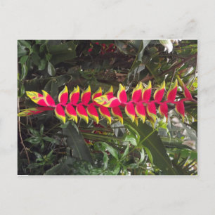 Oiseau du paradis postkarte