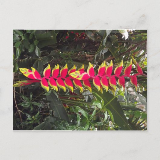 Oiseau du paradis postkarte (Vorderseite)