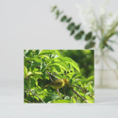 Oiseau Jaune - Martinique, FWI Postkarte (Stehend Vorderseite)