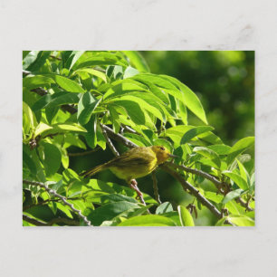 Oiseau Jaune - Martinique, FWI Postkarte