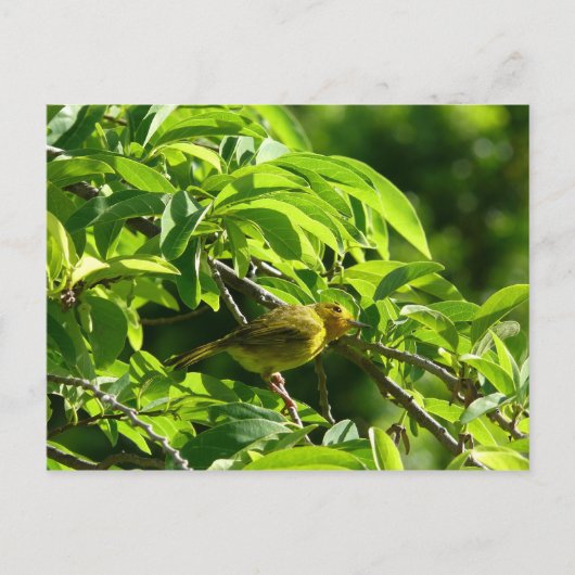 Oiseau Jaune - Martinique, FWI Postkarte (Vorderseite)
