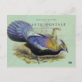 Oiseau violett postkarte (Vorderseite)