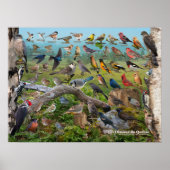 Oiseaux du Québec Poster (Vorne)