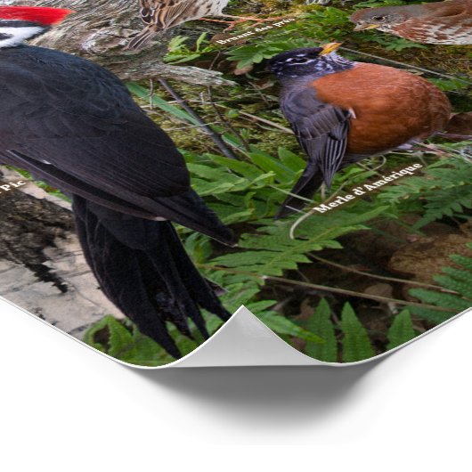 Oiseaux du Québec Poster (Ecke)