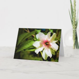 Okame Cherry Tree Blossom, Karte