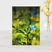 Okame Cherry Tree Blossom, Karte (Gelbe Blume)