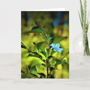 Okame Cherry Tree Blossom, Karte