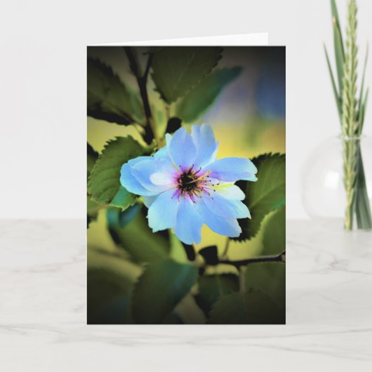 Okame Cherry Tree, Karte (Vorderseite)