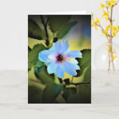 Okame Cherry Tree, Karte (Gelbe Blume)