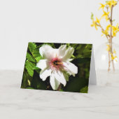 Okame Cherry Tree, Karte (Gelbe Blume)