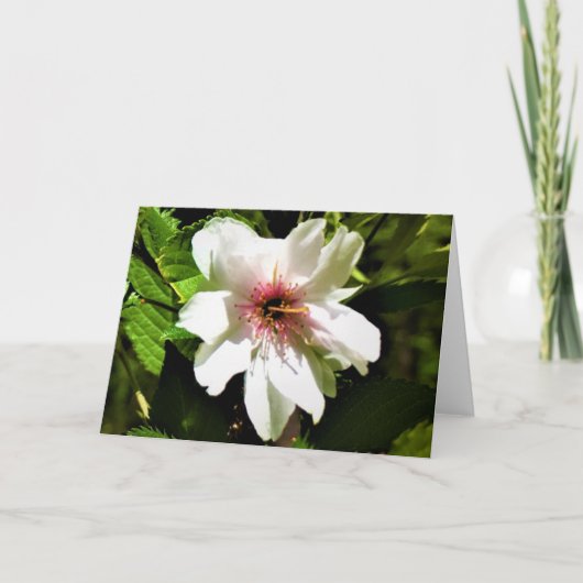 Okame Cherry Tree, Karte (Vorderseite)