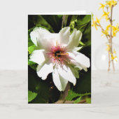 Okame Cherry Tree, Karte (Gelbe Blume)