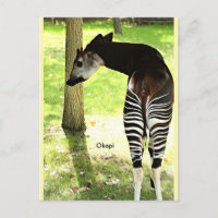 Okapi, Angola, Afrika