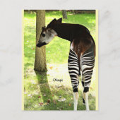 Okapi, Angola, Afrika Postkarte (Vorderseite)