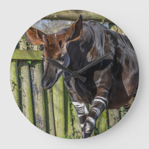 Okapi bei der Zoowall-Uhr Große Wanduhr