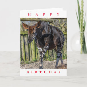 Okapi im Zoo Geburtstagskarte Karte