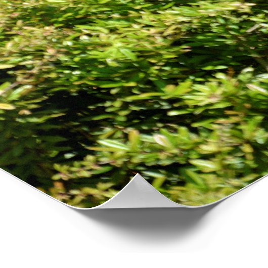 Okapi in der Vegetation Poster (Ecke)