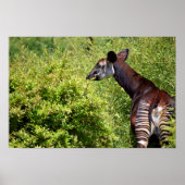 Okapi in der Vegetation Poster (Vorne)