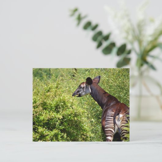 Okapi in der Vegetation Postkarte (Stehend Vorderseite)