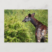 Okapi in der Vegetation Postkarte (Vorderseite)