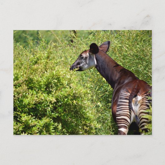 Okapi in der Vegetation Postkarte (Vorderseite)
