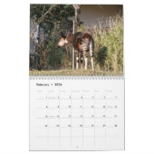 Okapi Kalender (Feb 2026)