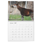 Okapi Kalender (Jan 2027)