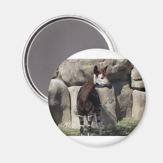 Okapi Magnet (Vorderseite/Rückseite)