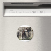 Okapi Magnet (In Situ (Geschirrspüler))