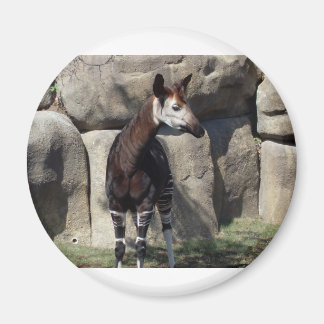 Okapi Magnet