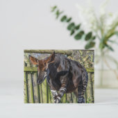 Okapi nach oben nahe Ansichtskarte Postkarte (Stehend Vorderseite)