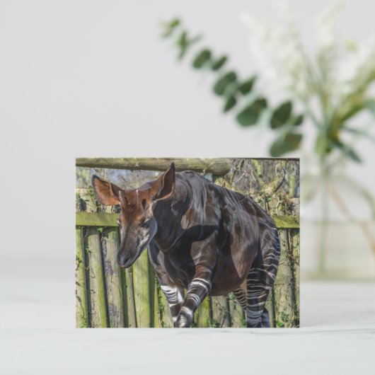 Okapi nach oben nahe Ansichtskarte Postkarte (Stehend Vorderseite)