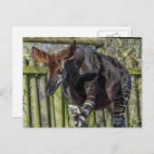 Okapi nach oben nahe Ansichtskarte Postkarte (Vorne/Hinten)