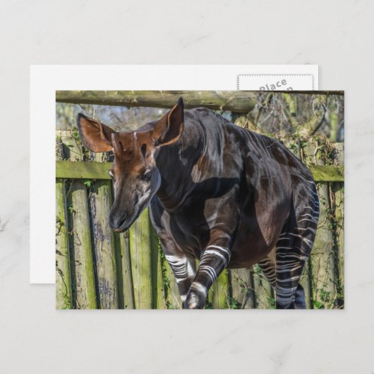 Okapi nach oben nahe Ansichtskarte Postkarte (Vorne/Hinten)