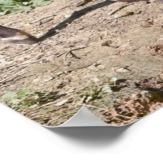 Okapi nahe Teich Poster (Ecke)