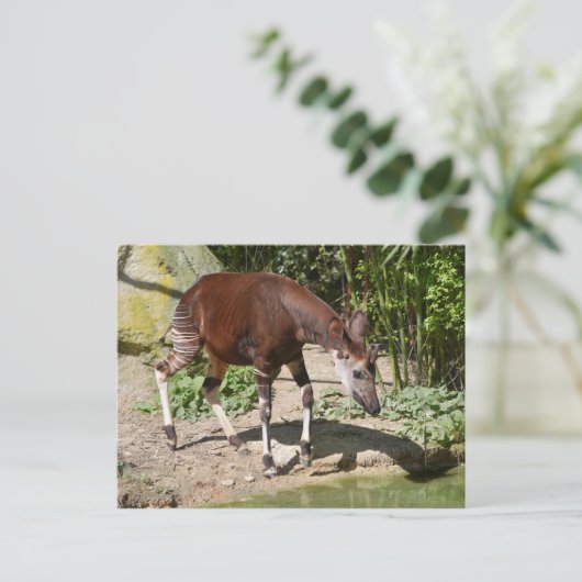 Okapi nahe Teich Postkarte (Stehend Vorderseite)
