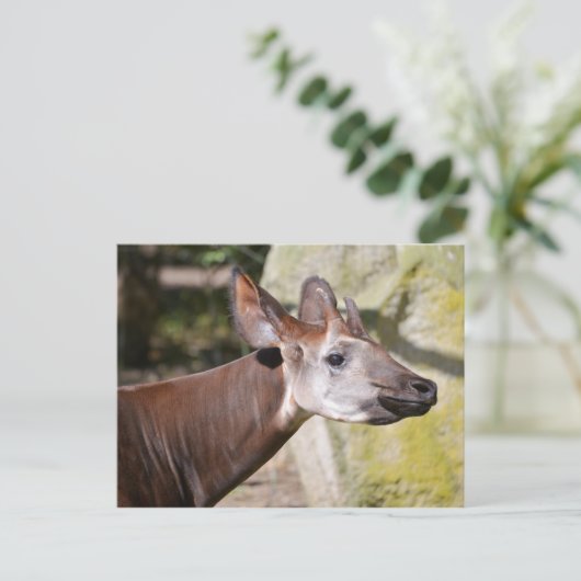 Okapi-Portrait Postkarte (Stehend Vorderseite)