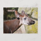 Okapi-Portrait Postkarte (Vorderseite)