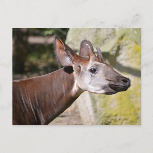Okapi-Portrait Postkarte (Vorderseite)