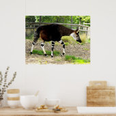Okapi Poster (Küche)