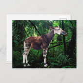 Okapi Postkarte (Vorne/Hinten)