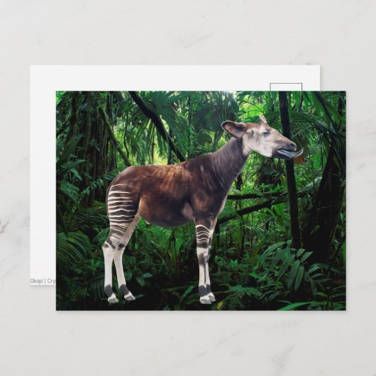 Okapi Postkarte (Vorne/Hinten)