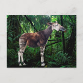 Okapi Postkarte (Vorderseite)