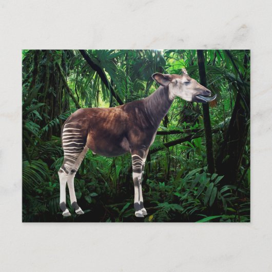 Okapi Postkarte (Vorderseite)