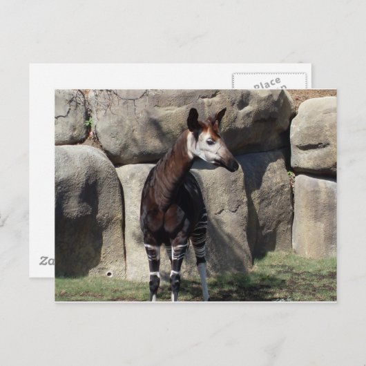 Okapi Postkarte (Vorne/Hinten)