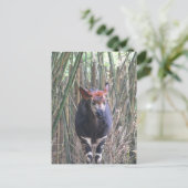Okapi Postkarte (Stehend Vorderseite)