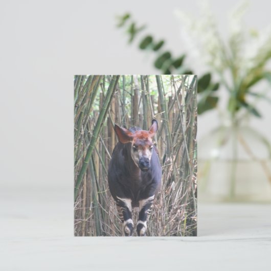 Okapi Postkarte (Stehend Vorderseite)