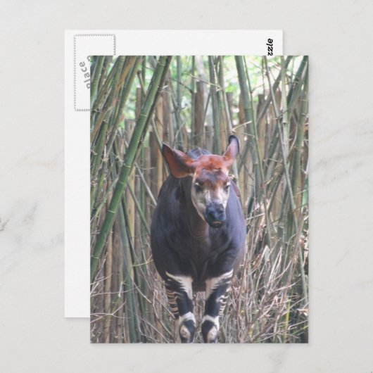 Okapi Postkarte (Vorne/Hinten)